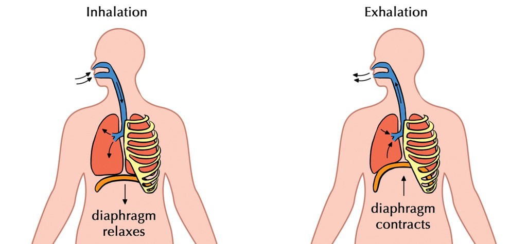 Kapalbhati inhalation and exhalation